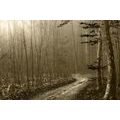 TABLOU CĂRARE SEPIA SPRE PĂDURE - TABLOU NATURĂ ȘI PEISAJE NATURALE - TABLOURI