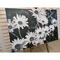 CANVAS PRINT DAISIES IN A GARDEN IN BLACK AND WHITE - BLACK AND WHITE PICTURES - PICTURES