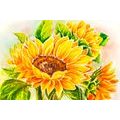 CANVAS PRINT BEAUTIFUL SUNFLOWER - PICTURES FLOWERS - PICTURES
