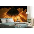 WALL MURAL GERBERA ON A DARK BACKGROUND - WALLPAPERS FLOWERS - WALLPAPERS