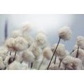 WALL MURAL ARCTIC COTTON FLOWERS - WALLPAPERS FLOWERS - WALLPAPERS