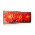 PICTURE OF RED DAHLIA FLOWERS - PICTURES FLOWERS{% if kategorie.adresa_nazvy[0] != zbozi.kategorie.nazev %} - PICTURES{% endif %}
