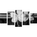 5-PIECE CANVAS PRINT WELLNESS STILL LIFE IN BLACK AND WHITE - BLACK AND WHITE PICTURES - PICTURES