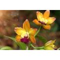 CANVAS PRINT ORANGE ORCHID - PICTURES FLOWERS - PICTURES