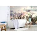 WALL MURAL GRASS AT SUNSET - WALLPAPERS NATURE - WALLPAPERS