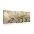 CANVAS PRINT DANDELION SEEDS IN SEPIA - BLACK AND WHITE PICTURES - PICTURES