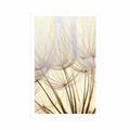 POSTER DANDELION SEEDS - FLOWERS - POSTERS