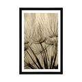 POSTER WITH MOUNT DANDELION SEEDS IN SEPIA DESIGN - BLACK AND WHITE - POSTERS