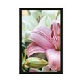 POSTER PINK LILY IN BLOOM - FLOWERS - POSTERS