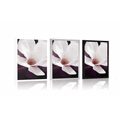 POSTER MAGNOLIA FLOWER ON AN ABSTRACT BACKGROUND - FLOWERS - POSTERS