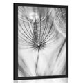 POSTER DANDELION IN BLACK AND WHITE - BLACK AND WHITE - POSTERS