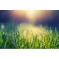 SELF ADHESIVE WALLPAPER DEW ON THE MEADOW - SELF-ADHESIVE WALLPAPERS - WALLPAPERS