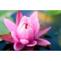 CANVAS PRINT BEAUTIFUL PINK FLOWER ON A LAKE - PICTURES FLOWERS{% if product.category.pathNames[0] != product.category.name %} - PICTURES{% endif %}