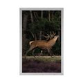 POSTER MAJESTIC DEER - ANIMALS - POSTERS