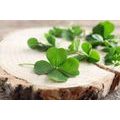 WALL MURAL GREEN FOUR-LEAF CLOVERS - WALLPAPERS NATURE - WALLPAPERS