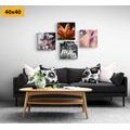 CANVAS PRINT SET TENDERNESS OF FLOWERS - SET OF PICTURES - PICTURES
