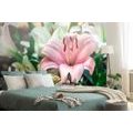 SELF ADHESIVE WALL MURAL PINK LILY IN BLOOM - SELF-ADHESIVE WALLPAPERS - WALLPAPERS