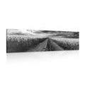 CANVAS PRINT SUNSET OVER A FIELD IN SLOVAKIA IN BLACK AND WHITE - BLACK AND WHITE PICTURES - PICTURES