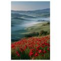 OBRAZ ČERVENÉ MÁKY V KRAJINĚ - OBRAZY POLE A LOUKY - OBRAZY