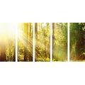 5-PIECE CANVAS PRINT SUN RAYS IN THE FOREST - PICTURES OF NATURE AND LANDSCAPE - PICTURES