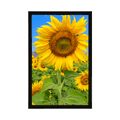 POSTER FELD MIT SONNENBLUMEN - BLUMEN{% if product.category.pathNames[0] != product.category.name %} - GERAHMTE POSTER{% endif %}