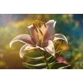 CANVAS PRINT BEAUTIFUL FLOWER WITH A RETRO TOUCH - PICTURES FLOWERS - PICTURES