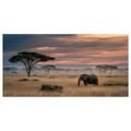 OBRAZ SLON NA SAVANĚ PŘI ZÁPADU - OBRAZY SLONI - OBRAZY