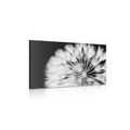 CANVAS PRINT DANDELION IN BLACK AND WHITE - BLACK AND WHITE PICTURES - PICTURES