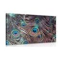 CANVAS PRINT PEACOCK FEATHER - STILL LIFE PICTURES{% if product.category.pathNames[0] != product.category.name %} - PICTURES{% endif %}