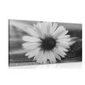 CANVAS PRINT BEAUTIFUL DAISY IN BLACK AND WHITE DESIGN - BLACK AND WHITE PICTURES - PICTURES