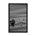 POSTER SEASHELLS ON A SANDY BEACH IN BLACK AND WHITE - BLACK AND WHITE - POSTERS