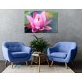 CANVAS PRINT BEAUTIFUL PINK FLOWER ON A LAKE - PICTURES FLOWERS - PICTURES