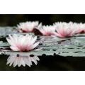 SELF ADHESIVE WALL MURAL LOTUS FLOWER - WALLPAPERS - 🔥 TOTAL SALE 🔥