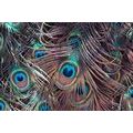 CANVAS PRINT PEACOCK FEATHER - STILL LIFE PICTURES - PICTURES