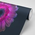 SELF ADHESIVE WALLPAPER PURPLE GERBERA - SELF-ADHESIVE WALLPAPERS - WALLPAPERS