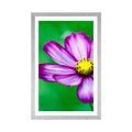 AFFICHE AVEC MONTURE FLEUR DE COSMOS DE JARDIN DE MONT - FLEURS - AFFICHES