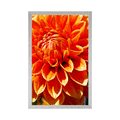 PLAGÁT ORANŽOVÁ DÁLIA - KVETY - PLAGÁTY
