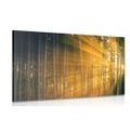 CANVAS PRINT SUN BEHIND THE TREES - PICTURES OF NATURE AND LANDSCAPE - PICTURES