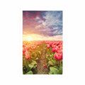 POSTER SUNRISE OVER A MEADOW WITH TULIPS - FLOWERS - POSTERS
