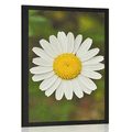 POSTER DAISY FLOWER - FLOWERS - POSTERS