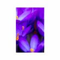 AFFICHE FLORAISON SAFRAN VIOLET - FLEURS - AFFICHES