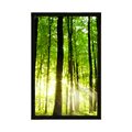 POSTER LUSH GREEN FOREST - NATURE - POSTERS