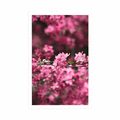 POSTER DETAILED CHERRY BLOSSOMS - FLOWERS - POSTERS