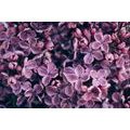 WALL MURAL PURPLE LILAC FLOWERS - WALLPAPERS FLOWERS - WALLPAPERS