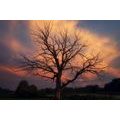 CANVAS PRINT BEAUTIFUL TREE ON THE MEADOW - PICTURES OF NATURE AND LANDSCAPE - PICTURES