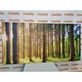 CANVAS PRINT MORNING IN THE FOREST - PICTURES OF NATURE AND LANDSCAPE - PICTURES