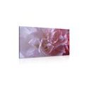 CANVAS PRINT CARNATION PETALS - PICTURES FLOWERS - PICTURES