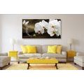 WANDBILD ORCHIDEE UND SCHMETTERLING - BILDER BLUMEN - BILDER