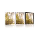 POSTER FOREST IN AUTUMN COLORS - NATURE - POSTERS