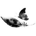 WALLPAPER FEATHER WITH A BUTTERFLY IN BLACK AND WHITE - BLACK AND WHITE WALLPAPERS - WALLPAPERS